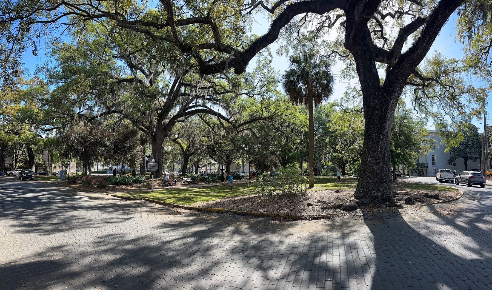 Live oaks and a palm in Lafayette Square, Savannah